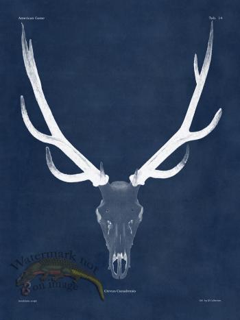 Blue Bones 14 Elk